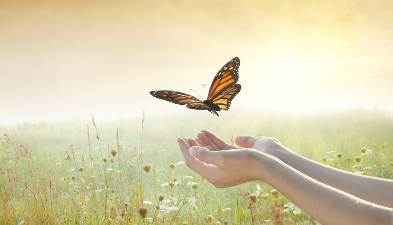 butterfly energy healing