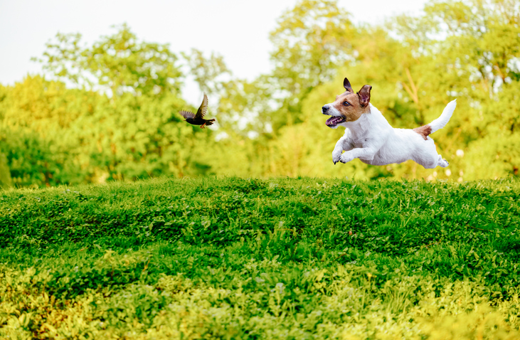 dog chasing bird