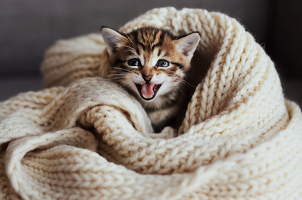 cat in blanket happy small